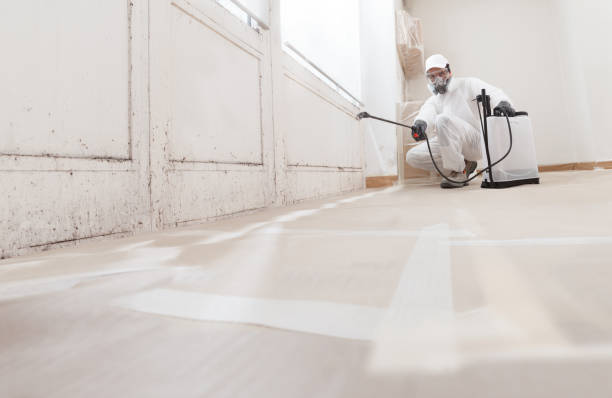 Black mold remediation team in Newport