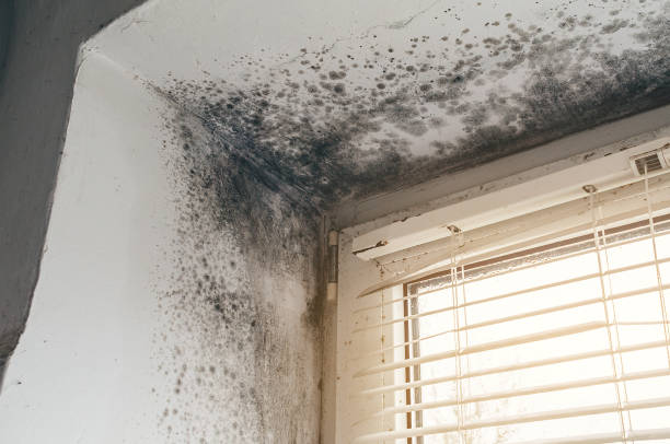 Mold Removal service in Newport